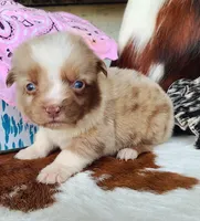 Callie, a female Australian Shepherd for sale in Marion, VA – Photo 4 of 10
