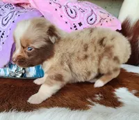 Callie, a female Australian Shepherd for sale in Marion, VA – Photo 6 of 10