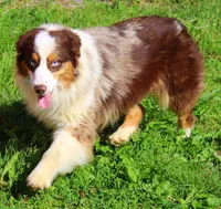 Callie, a female Australian Shepherd for sale in Marion, VA – Photo 8 of 10