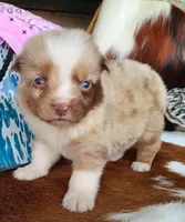 Callie, a female Australian Shepherd for sale in Marion, VA – Photo 1 of 10