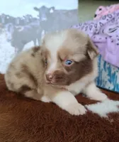 Callie, a female Australian Shepherd for sale in Marion, VA – Photo 5 of 10