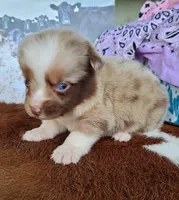 Callie, a female Australian Shepherd for sale in Marion, VA – Photo 3 of 10