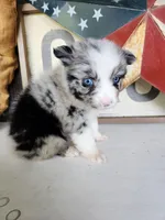 Fancy, a female Australian Shepherd for sale in Marion, VA – 2 of 5
