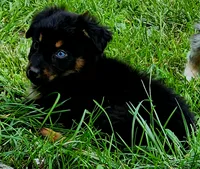 Jack, a male Australian Shepherd for sale in Marion, VA – 2 of 3