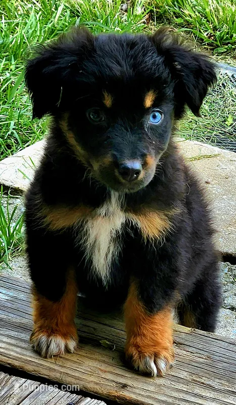 Jack – Australian Shepherd puppy for sale in Marion, VA