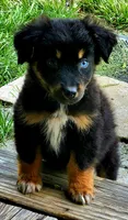 Jack, a male Australian Shepherd for sale in Marion, VA – 1 of 3