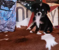 Diesel, a male Australian Shepherd for sale in Marion, VA – 1 of 1