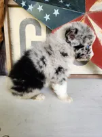 Fancy, a female Australian Shepherd for sale in Marion, VA – 4 of 5
