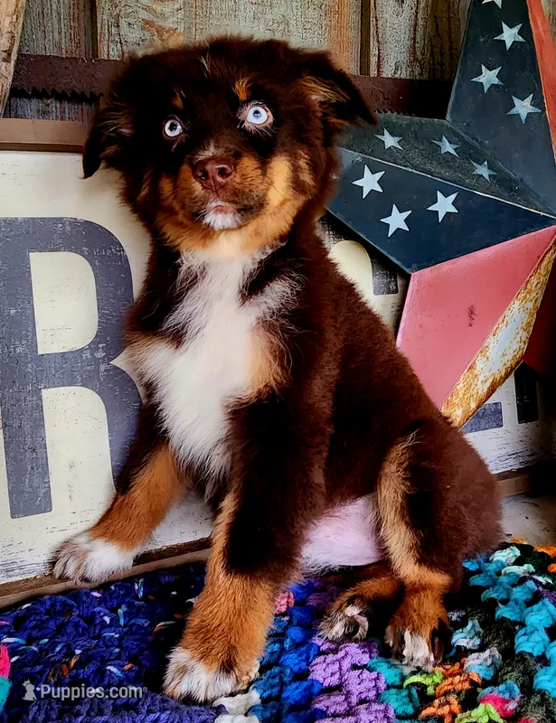 Salina – Australian Shepherd puppy for sale in Marion, VA