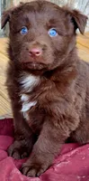 Rodeo, a male Australian Shepherd for sale in Marion, VA – 2 of 6