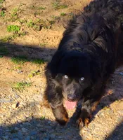 Rodeo, a male Australian Shepherd for sale in Marion, VA – 6 of 6
