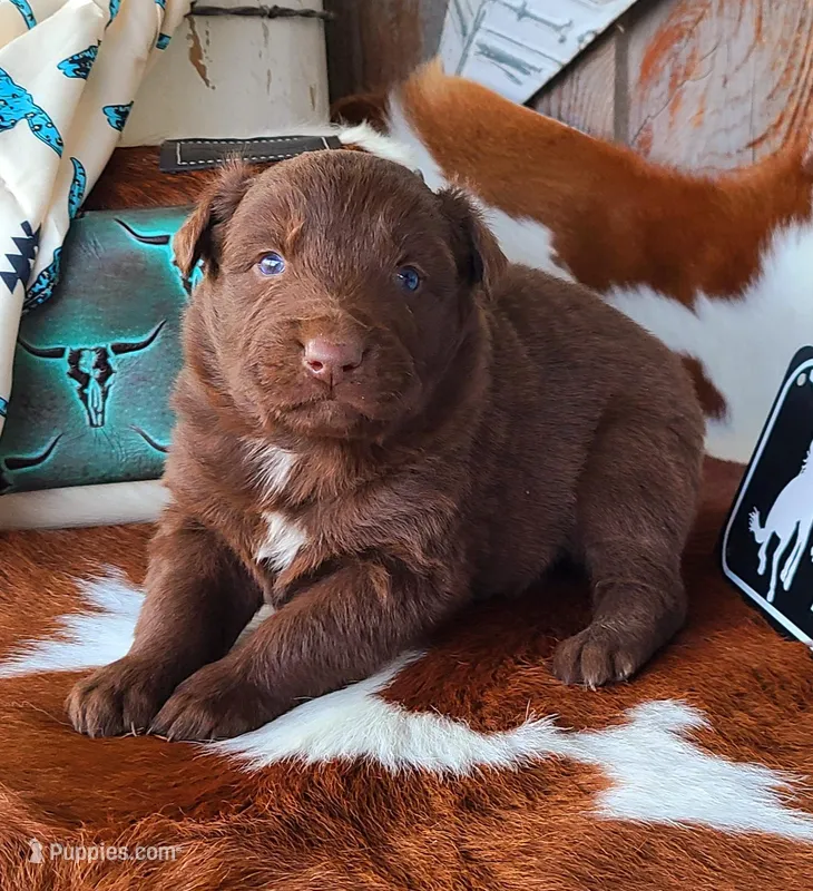 Rodeo – Australian Shepherd puppy for sale in Marion, VA