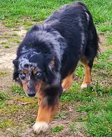 Rodeo, a male Australian Shepherd for sale in Marion, VA – 5 of 6