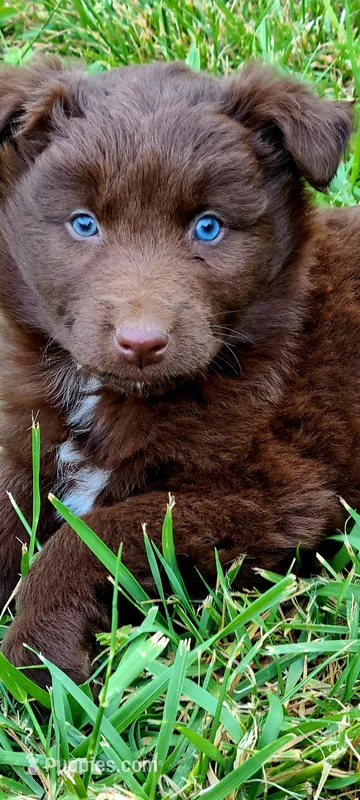 Rodeo – Australian Shepherd puppy for sale in Marion, VA