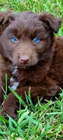 Rodeo, a male Australian Shepherd for sale in Marion, VA – 4 of 6