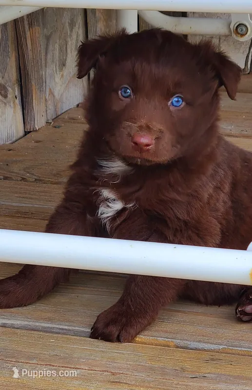 Rodeo – Australian Shepherd puppy for sale in Marion, VA