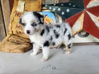 Shimmer, a female Australian Shepherd for sale in Marion, VA – 2 of 2