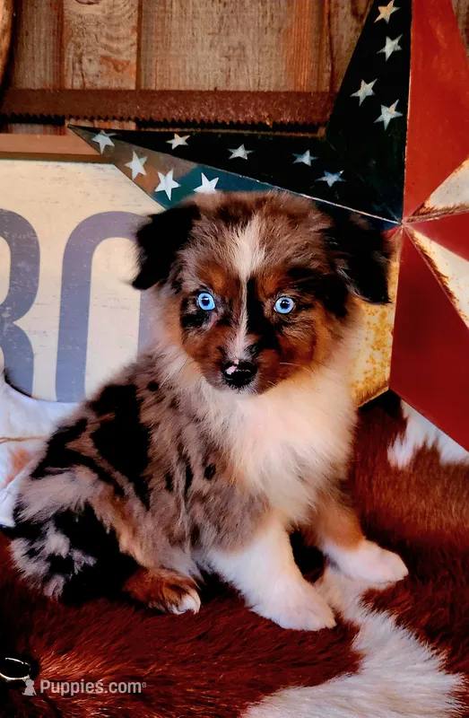 Sierra – Australian Shepherd puppy for sale in Marion, VA