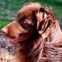 Cheyenne, a female Australian Shepherd for sale in Marion, VA – Photo 3 of 7