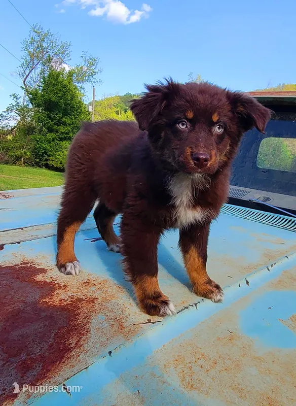 Cheyenne – Australian Shepherd puppy for sale in Marion, VA