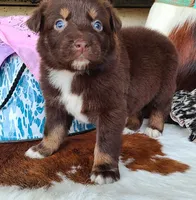 Cheyenne, a female Australian Shepherd for sale in Marion, VA – Photo 2 of 10