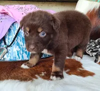 Cheyenne, a female Australian Shepherd for sale in Marion, VA – Photo 3 of 10