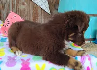 Cheyenne, a female Australian Shepherd for sale in Marion, VA – Photo 5 of 7