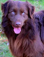 Cheyenne, a female Australian Shepherd for sale in Marion, VA – Photo 9 of 10