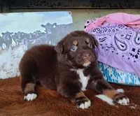 Cheyenne, a female Australian Shepherd for sale in Marion, VA – Photo 1 of 10
