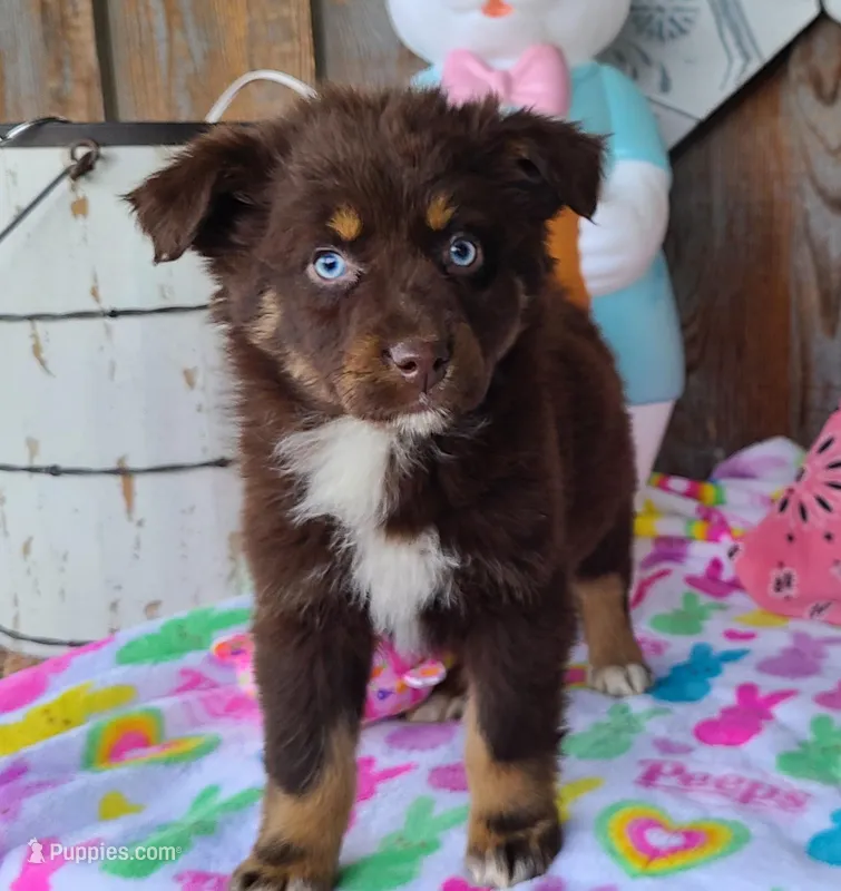 Cheyenne – Australian Shepherd puppy for sale in Marion, VA