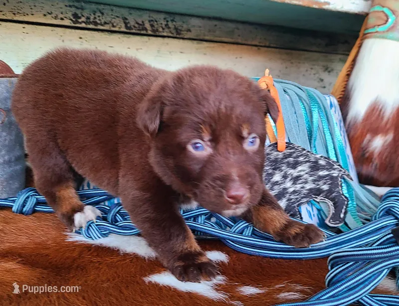 Wrangler, a male Australian Shepherd for sale in Marion, VA – Photo 1 of 9