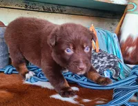 Wrangler, a male Australian Shepherd for sale in Marion, VA – Photo 1 of 9