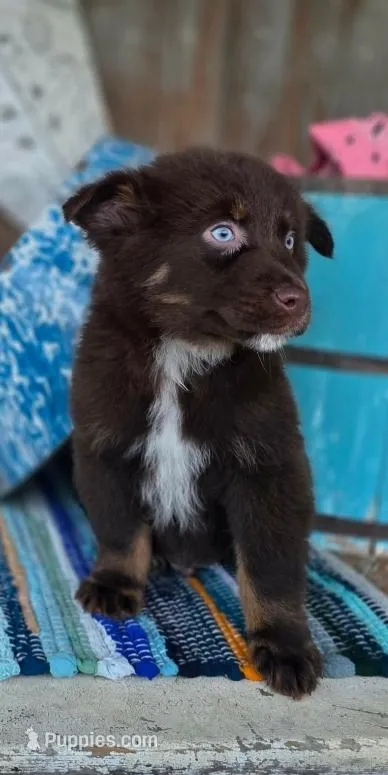 Wrangler – Australian Shepherd puppy for sale in Marion, VA