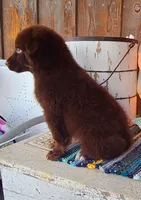 Wrangler, a male Australian Shepherd for sale in Marion, VA – Photo 8 of 9