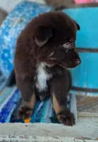 Wrangler, a male Australian Shepherd for sale in Marion, VA – Photo 2 of 9