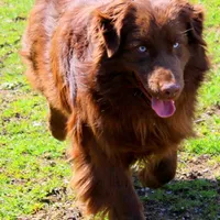 Wrangler, a male Australian Shepherd for sale in Marion, VA – Photo 5 of 9