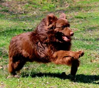 Wrangler, a male Australian Shepherd for sale in Marion, VA – Photo 8 of 9