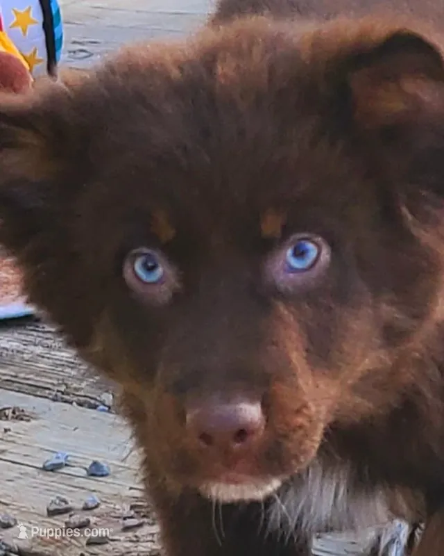 Wrangler – Australian Shepherd puppy for sale in Marion, VA