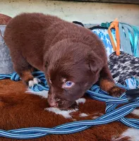 Wrangler, a male Australian Shepherd for sale in Marion, VA – Photo 4 of 9
