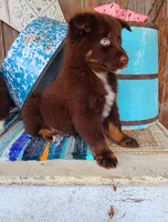 Wrangler, a male Australian Shepherd for sale in Marion, VA – Photo 4 of 9