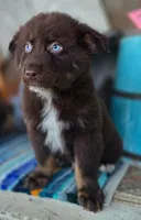 Wrangler, a male Australian Shepherd for sale in Marion, VA – Photo 3 of 9