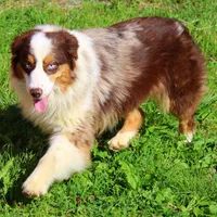 Wrangler, a male Australian Shepherd for sale in Marion, VA – Photo 9 of 9