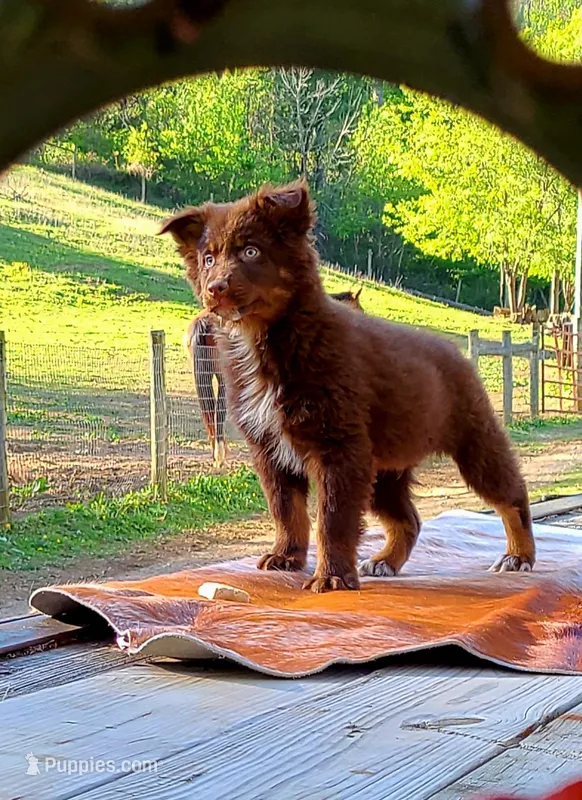 Wrangler – Australian Shepherd puppy for sale in Marion, VA