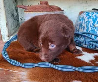 Wrangler, a male Australian Shepherd for sale in Marion, VA – Photo 3 of 9