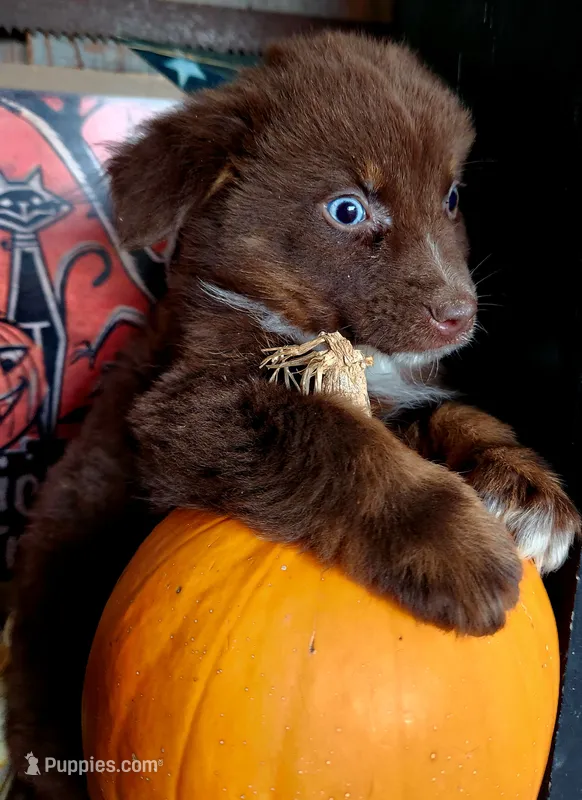Maverick – Australian Shepherd puppy for sale in Marion, VA