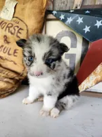 Fancy, a female Australian Shepherd for sale in Marion, VA – 3 of 5