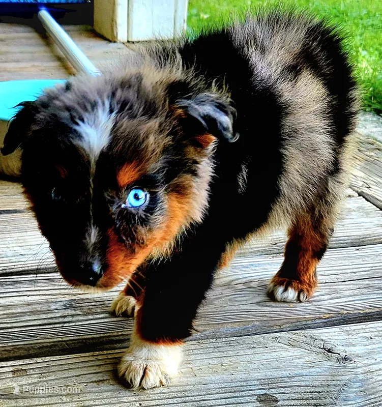 Cowgirl – Australian Shepherd puppy for sale in Marion, VA