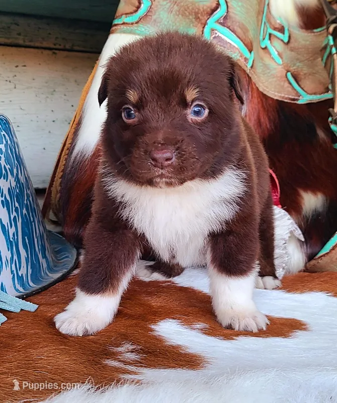 River, a male Australian Shepherd for sale in Marion, VA – Photo 1 of 9