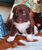 River, a male Australian Shepherd for sale in Marion, VA – Photo 1 of 9