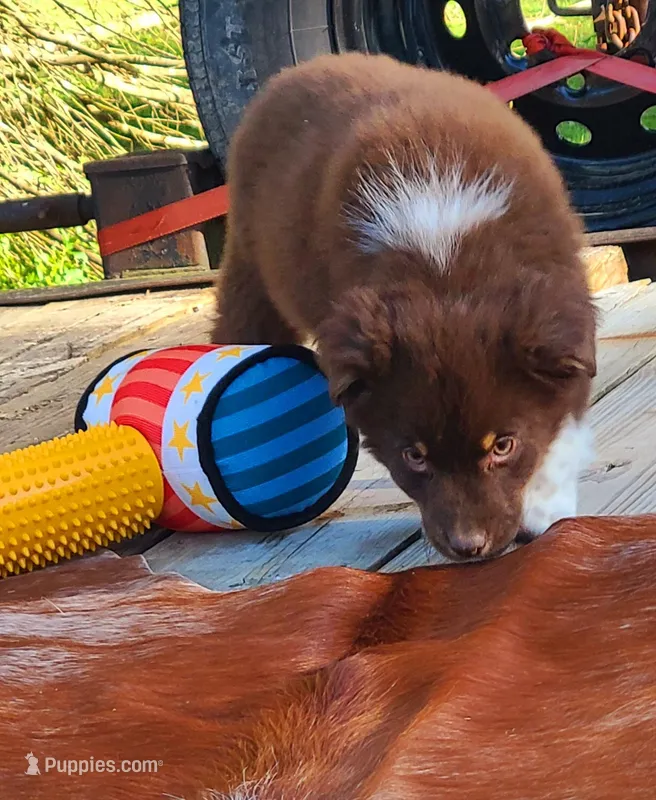 River – Australian Shepherd puppy for sale in Marion, VA